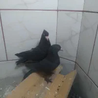 جفت کلاغ کوک کرمانی