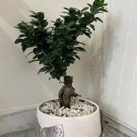 بن سای جنسینگ