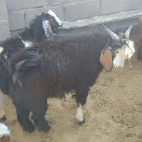 بزغاله نازار چاق باب کشت نر