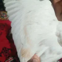 کبوتر|پرنده|سبزوار, امیر کبیر|دیوار