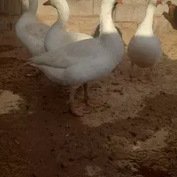 فروش  غاز  بوقلمون اردک