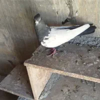 نر سرته سیاه درجه یک