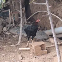 مرغ افغان تاج میل