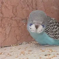 مرغ عشق فنچ کبوتر خانگی تخم فنچ پارسون