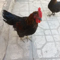 فروش مرغ و خروس نژاد بلک استار و آمروک