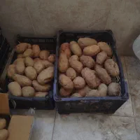 سیب زمینی کاشتنی ارزان