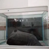 اکواریوم