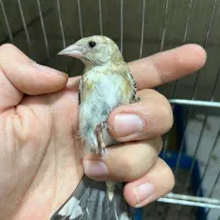 جوجه سهره نر قواره دار