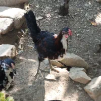 خروس نیمچه گلین لری زیر مرغی