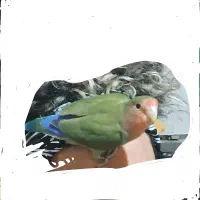 گمشده.