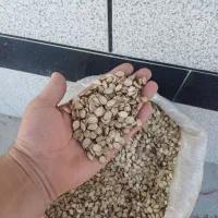 تخمه هندوانه