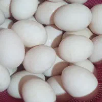 تخم اردک نمه ای