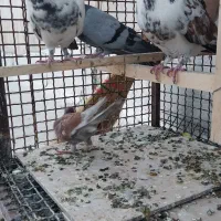 کفتر جوجه مفلق