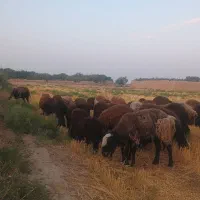 فروش ۲۰عدد میش جوان