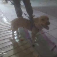 سگ پاکوتاه