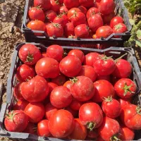 گوجه گوشتی درجه یک