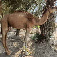 شتر|حیوانات مزرعه|بندرعباس, |دیوار
