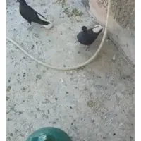 کبوتر زاغ دم سفید