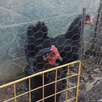 مرغ کپ