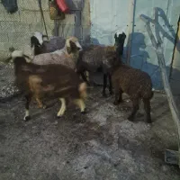 بره