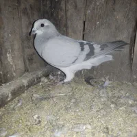 تعدادی کبوتر