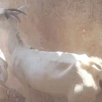 بز دورگ سومال