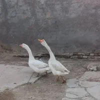 تخم قوغاز خریدارم فقط نطفه دار باشه داشتی خبر بده