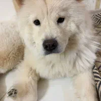 سگ چاو چاو زبان بنفش