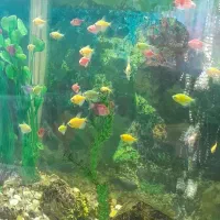 آکواریوم وماهی کالر