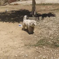 سگ پاکوتا