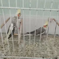 یک جفت عروس هلندی سالم