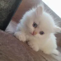 اسکاتیش پرشین کلاسیک خاص