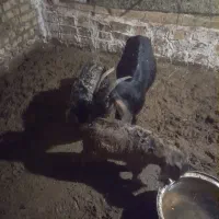 بز بزغاله دار جفت نر