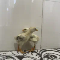جوجه لاری