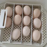 دستگاه جوجه کشی