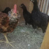 نوچه مرغ و خروس گلین