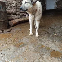 سگ پژدر عراقی