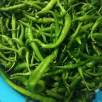 فلفل سبز خوراکی