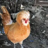 خروس