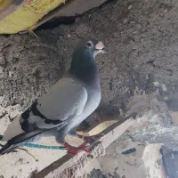 کبوتر
