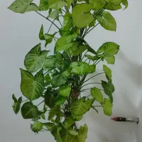 فروش گل اپارتمانی زیبا و مسن