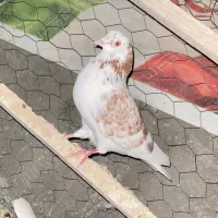 کبوتر|پرنده|پارسآباد, |دیوار
