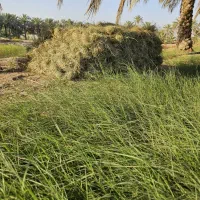 علوفه خشک