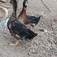 اردک مبارک آباد