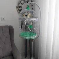 دو عدد عروس هلندی