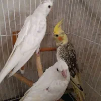عروس هلندی