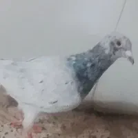 کفتر سار