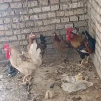 مرغ|حیوانات مزرعه|کارون, |دیوار