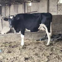 سونوگرافی سیارحیوانات دستگاه پیشرفته