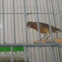 کشیده و بلند
